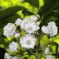 Mountain Laurel (Kalmia latifolia) On a woodland trail, near a pond/swamp.<br />
https://www.jungledragon.com/image/115009/mountain_laurel_kalmia_latifolia.html Geotagged,Kalmia latifolia,Mountain-laurel,Spring,United States
