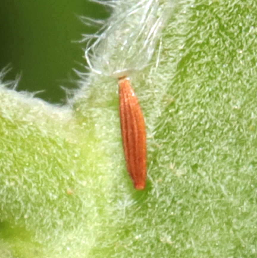 Bucculatricidae cocoon? Cocoon on the stem of Pycnanthemum sp. At a mixed forest clearing.<br />
<figure class="photo"><a href="https://www.jungledragon.com/image/115081/bucculatricidae_cocoon.html" title="Bucculatricidae cocoon?"><img src="https://s3.amazonaws.com/media.jungledragon.com/images/3231/115081_thumb.jpg?AWSAccessKeyId=05GMT0V3GWVNE7GGM1R2&Expires=1769040010&Signature=vRcBHBgRLdPTw4ZCahs5F48ZPa0%3D" width="200" height="134" alt="Bucculatricidae cocoon? Cocoon on the stem of Pycnanthemum sp. At a mixed forest clearing. on the stem of Pycnanthemum sp. At a mixed forest clearing.<br />
https://www.jungledragon.com/image/115080/orangetip_butterfly_egg.html Geotagged,Spring,United States" /></a></figure><br />
 Geotagged,Spring,United States