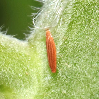 Bucculatricidae cocoon? Cocoon on the stem of Pycnanthemum sp. At a mixed forest clearing.
https://www.jungledragon.com/image/115081/orangetip_butterfly_egg.html
 Geotagged,Spring,United States