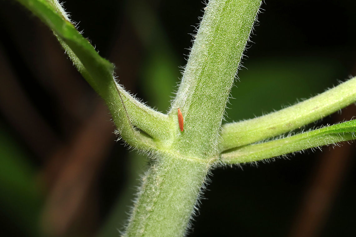 Bucculatricidae cocoon? Cocoon on the stem of Pycnanthemum sp. At a mixed forest clearing. on the stem of Pycnanthemum sp. At a mixed forest clearing.<br />
<figure class="photo"><a href="https://www.jungledragon.com/image/115080/bucculatricidae_cocoon.html" title="Bucculatricidae cocoon?"><img src="https://s3.amazonaws.com/media.jungledragon.com/images/3231/115080_thumb.jpg?AWSAccessKeyId=05GMT0V3GWVNE7GGM1R2&Expires=1769040010&Signature=DQTzaZKqrtaK9yXnSIl3uIAWqco%3D" width="152" height="152" alt="Bucculatricidae cocoon? Cocoon on the stem of Pycnanthemum sp. At a mixed forest clearing.<br />
https://www.jungledragon.com/image/115081/orangetip_butterfly_egg.html<br />
 Geotagged,Spring,United States" /></a></figure> Geotagged,Spring,United States