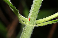 Bucculatricidae cocoon? Cocoon on the stem of Pycnanthemum sp. At a mixed forest clearing. on the stem of Pycnanthemum sp. At a mixed forest clearing.<br />
https://www.jungledragon.com/image/115080/orangetip_butterfly_egg.html Geotagged,Spring,United States