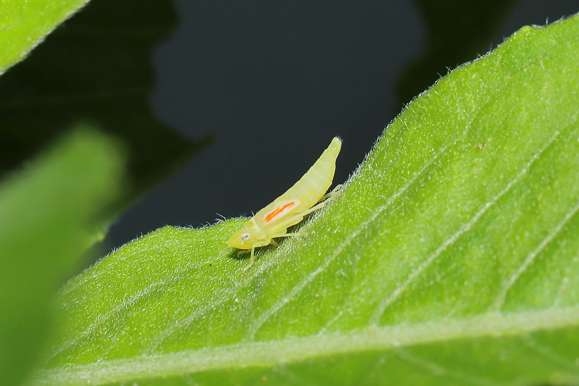 Leafhopper Nymph At a meadowy mixed forest edge.<br />
 Geotagged,Spring,United States