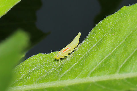 Leafhopper Nymph At a meadowy mixed forest edge.
 Geotagged,Spring,United States
