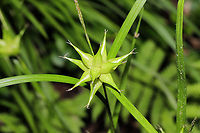 Carex intumescens Growing on a shady woodland trail, near a seasonal stream.<br />
https://www.jungledragon.com/image/115084/grays_sedge_carex_grayi.html<br />
 Bladder Sedge,Carex grayi,Carex intumescens,Geotagged,Gray's sedge,Spring,United States