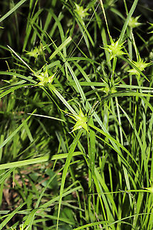 Carex intumescens Growing on a shady woodland trail, near a seasonal stream.
https://www.jungledragon.com/image/115083/grays_sedge_carex_grayi.html Bladder Sedge,Carex grayi,Carex intumescens,Geotagged,Gray's sedge,Spring,United States