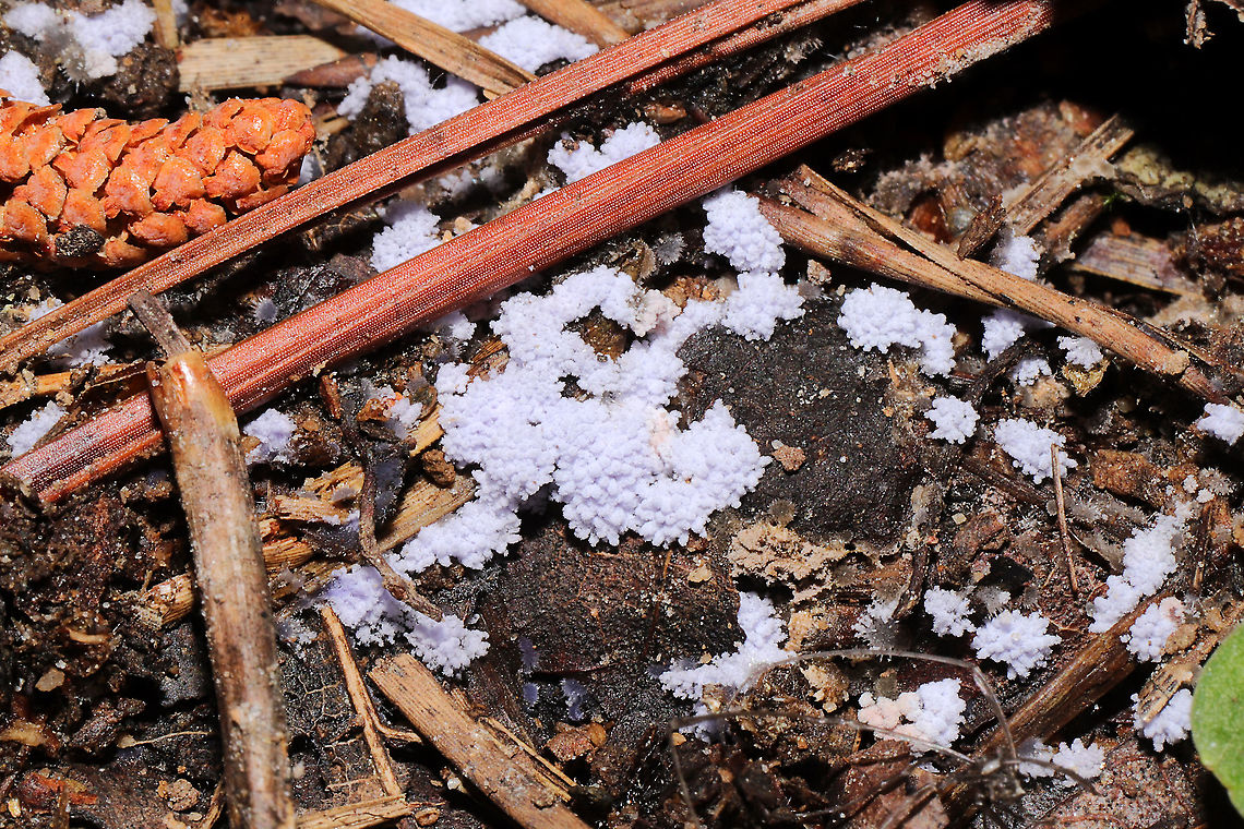 Chromelosporiopsis coerulescens Fungus on detritus near a forest trail.<br />
 Chromelosporiopsis coerulescens,Geotagged,Spring,United States
