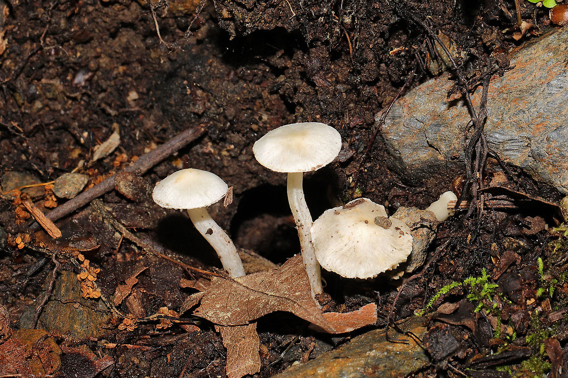 Inocybe geophylla group Not entirely sure here on an ID. Found at the base of a ridge on a woodland trail. Smell very pleasant, slightly sweet. Brown spore print.<br />
<figure class="photo"><a href="https://www.jungledragon.com/image/115088/inocybe_geophylla_group.html" title="Inocybe geophylla group"><img src="https://s3.amazonaws.com/media.jungledragon.com/images/3231/115088_thumb.jpg?AWSAccessKeyId=05GMT0V3GWVNE7GGM1R2&Expires=1759968010&Signature=IV1pfmFIoHK4zAMV8Lc8WSvpHV8%3D" width="200" height="200" alt="Inocybe geophylla group Not entirely sure here on an ID. Found at the base of a ridge on a woodland trail. Smell very pleasant, slightly sweet. Brown spore print. <br />
https://www.jungledragon.com/image/115087/inocybe_sp.html<br />
https://www.jungledragon.com/image/115086/inocybe_sp.html Earthy inocybe,Geotagged,Inocybe geophylla,Spring,United States" /></a></figure><br />
<figure class="photo"><a href="https://www.jungledragon.com/image/115087/inocybe_geophylla_group.html" title="Inocybe geophylla group"><img src="https://s3.amazonaws.com/media.jungledragon.com/images/3231/115087_thumb.jpg?AWSAccessKeyId=05GMT0V3GWVNE7GGM1R2&Expires=1759968010&Signature=u2yvoH2VmjIFOuWDqB8nDST9Xmg%3D" width="200" height="134" alt="Inocybe geophylla group Not entirely sure here on an ID. Found at the base of a ridge on a woodland trail. Smell very pleasant, slightly sweet. Brown spore print. <br />
https://www.jungledragon.com/image/115088/inocybe_sp.html<br />
https://www.jungledragon.com/image/115086/inocybe_sp.html Earthy inocybe,Geotagged,Inocybe geophylla,Spring,United States" /></a></figure> Earthy inocybe,Geotagged,Inocybe geophylla,Spring,United States