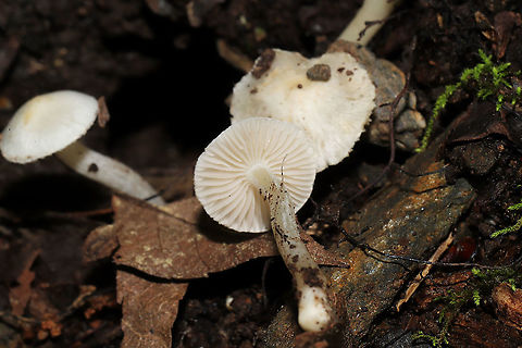 Inocybe geophylla group Not entirely sure here on an ID. Found at the base of a ridge on a woodland trail. Smell very pleasant, slightly sweet. Brown spore print. 
https://www.jungledragon.com/image/115088/inocybe_sp.html
https://www.jungledragon.com/image/115086/inocybe_sp.html Earthy inocybe,Geotagged,Inocybe geophylla,Spring,United States