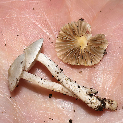 Inocybe geophylla group Not entirely sure here on an ID. Found at the base of a ridge on a woodland trail. Smell very pleasant, slightly sweet. Brown spore print. 
https://www.jungledragon.com/image/115087/inocybe_sp.html
https://www.jungledragon.com/image/115086/inocybe_sp.html Earthy inocybe,Geotagged,Inocybe geophylla,Spring,United States