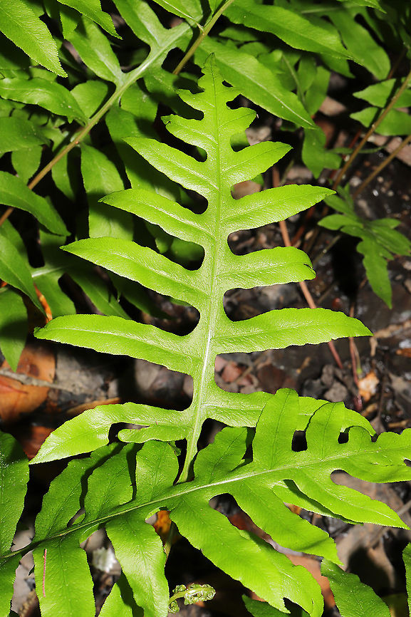 Netted Chain Fern (Woodwardia areolata) Growing on a woodland trail near a seasonal stream.<br />
 Geotagged,Netted Chain Fern,Spring,United States,Woodwardia areolata