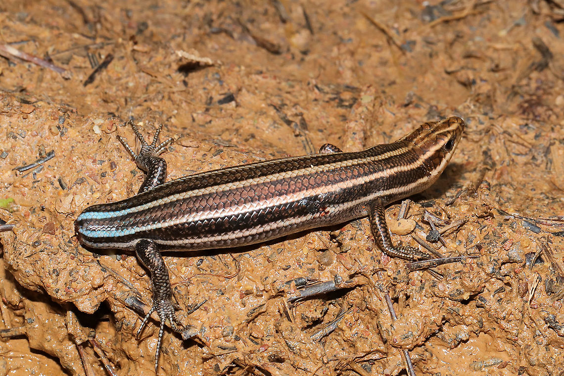 Common Five-lined Skink (Plestiodon fasciatus) On a dirt road at a moist mixed forest edge. Only allowed me one photo before it ran quickly into the undergrowth! Common Five-lined Skink,Geotagged,Plestiodon fasciatus,Spring,United States