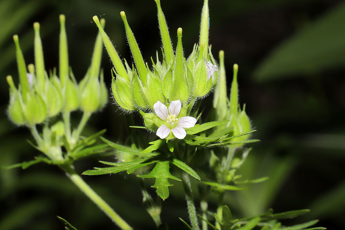 Carolina Geranium (Geranium carolinianum) Growing at a disturbed forest edge.<br />
 Geotagged,Geranium carolinianum,Spring,United States