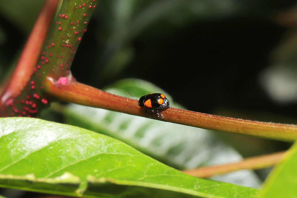 Black and Red Sumac Leaf Beetle (Cryptocephalus quadruplex) On a Winged Sumac (Rhus copallinum) Tree at a mixed forest edge.<br />
 Black and Red Sumac Leaf Beetle,Cryptocephalus quadruplex,Geotagged,Spring,United States