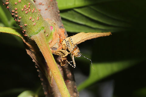 Orange Assassin Bug (Pselliopus barberi) On a Winged Sumac (Rhus copallinum) tree at a mixed forest edge.
 Geotagged,Orange Assassin Bug,Pselliopus barberi,Spring,United States
