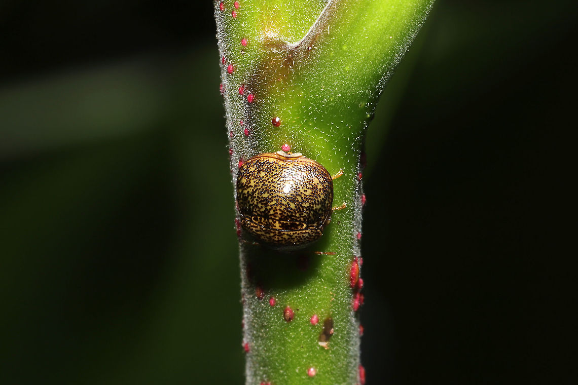 Kudzu Bug (Megacopta cribraria) Introduced pest.<br />
On Winged Sumac (Rhus copallinum) at a mixed forest edge. Geotagged,Kudzu Bug,Megacopta cribraria,Spring,United States