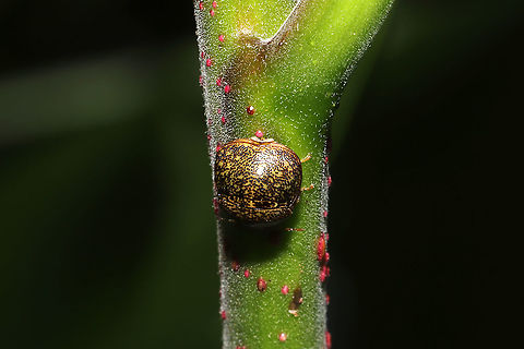 Kudzu Bug (Megacopta cribraria) Introduced pest.
On Winged Sumac (Rhus copallinum) at a mixed forest edge. Geotagged,Kudzu Bug,Megacopta cribraria,Spring,United States