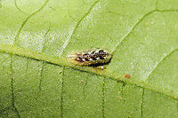 Syrphid Aphid Eaters (Syrphinae)  These larvae were all over my Winged SUmac (Rhus copallinum) trees/bushes! They seemed to be feasting on aphids.<br />
https://www.jungledragon.com/image/115178/unknown_sawfly_larva.html<br />
https://www.jungledragon.com/image/115177/unknown_sawfly_larva.html<br />
https://www.jungledragon.com/image/115176/unknown_sawfly_larva.html Geotagged,Spring,United States