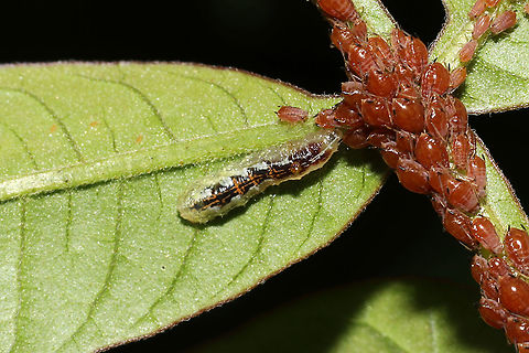 Syrphid Aphid Eaters (Syrphinae) These larvae were all over my Winged SUmac (Rhus copallinum) trees/bushes! They seemed to be feasting on aphids.
https://www.jungledragon.com/image/115175/unknown_sawfly_larva.html
https://www.jungledragon.com/image/115177/unknown_sawfly_larva.html
https://www.jungledragon.com/image/115178/unknown_sawfly_larva.html Geotagged,Spring,United States