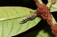 Syrphid Aphid Eaters (Syrphinae) These larvae were all over my Winged SUmac (Rhus copallinum) trees/bushes! They seemed to be feasting on aphids.<br />
https://www.jungledragon.com/image/115175/unknown_sawfly_larva.html<br />
https://www.jungledragon.com/image/115177/unknown_sawfly_larva.html<br />
https://www.jungledragon.com/image/115178/unknown_sawfly_larva.html Geotagged,Spring,United States