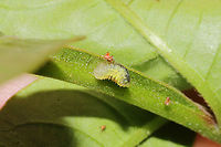 Syrphid Aphid Eaters (Syrphinae)  These larvae were all over my Winged SUmac (Rhus copallinum) trees/bushes! They seemed to be feasting on aphids.<br />
https://www.jungledragon.com/image/115175/unknown_sawfly_larva.html<br />
https://www.jungledragon.com/image/115178/unknown_sawfly_larva.html<br />
https://www.jungledragon.com/image/115176/unknown_sawfly_larva.html Geotagged,Spring,United States