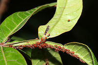Syrphid Aphid Eaters (Syrphinae) These larvae were all over my Winged SUmac (Rhus copallinum) trees/bushes! They seemed to be feasting on aphids.<br />
https://www.jungledragon.com/image/115175/unknown_sawfly_larva.html<br />
https://www.jungledragon.com/image/115177/unknown_sawfly_larva.html<br />
https://www.jungledragon.com/image/115176/unknown_sawfly_larva.html Geotagged,Spring,United States