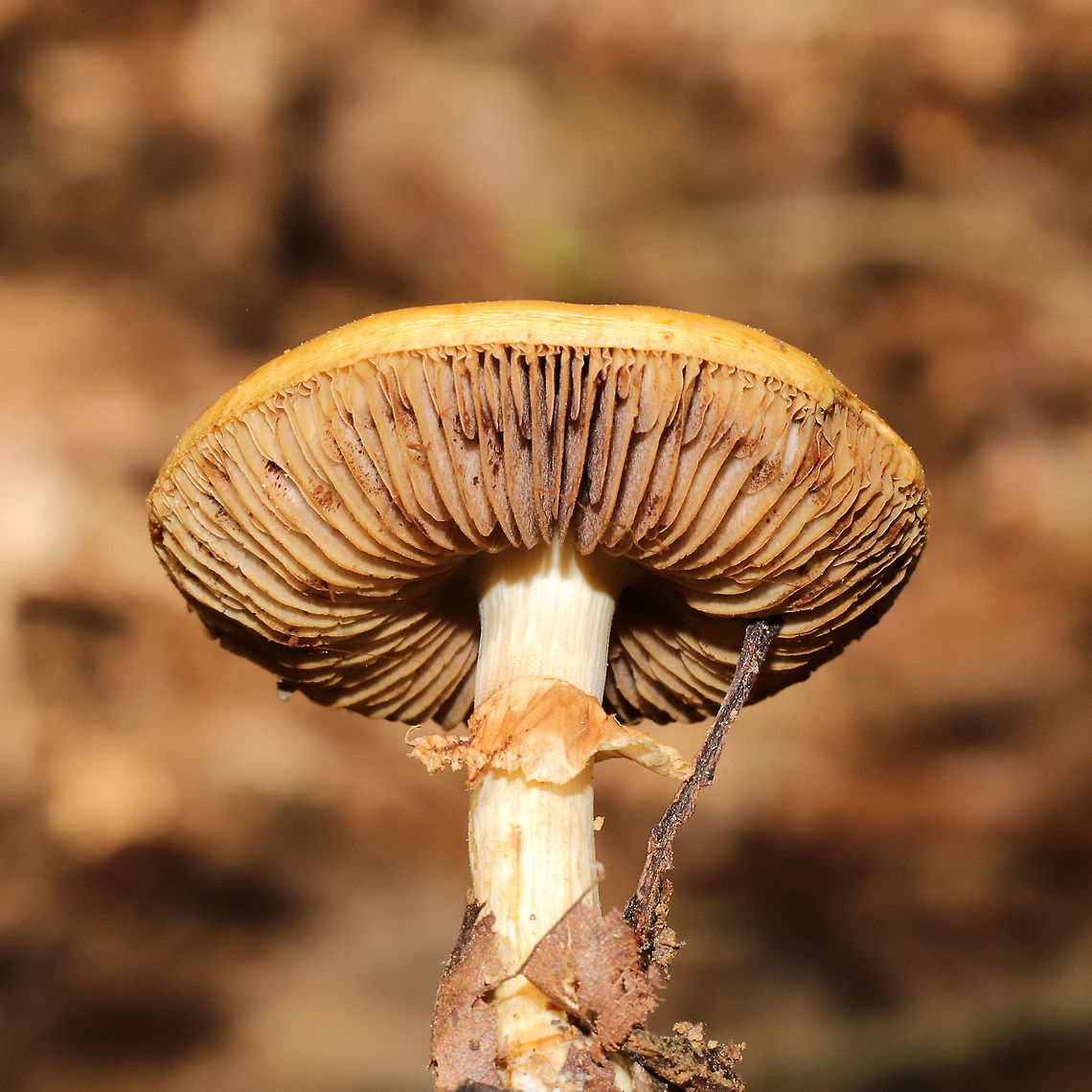 Agrocybe paludosa Growing under oak and hickory trees, in detritus.<br />
<figure class="photo"><a href="https://www.jungledragon.com/image/115218/agrocybe_paludosa.html" title="Agrocybe paludosa"><img src="https://s3.amazonaws.com/media.jungledragon.com/images/3231/115218_thumb.jpg?AWSAccessKeyId=05GMT0V3GWVNE7GGM1R2&Expires=1759968010&Signature=C9CCoBwgvQwD2Qn7%2Bd8h4r%2BdEC4%3D" width="200" height="134" alt="Agrocybe paludosa Growing under oak and hickory trees, in detritus. <br />
https://www.jungledragon.com/image/115217/agrocybe_paludosa.html<br />
https://www.jungledragon.com/image/115216/agrocybe_paludosa.html Agrocybe paludosa,Geotagged,Spring,United States" /></a></figure><br />
<figure class="photo"><a href="https://www.jungledragon.com/image/115217/agrocybe_paludosa.html" title="Agrocybe paludosa"><img src="https://s3.amazonaws.com/media.jungledragon.com/images/3231/115217_thumb.jpg?AWSAccessKeyId=05GMT0V3GWVNE7GGM1R2&Expires=1759968010&Signature=p4zlN9DIRB%2BlvOrcjhGskmeWKE4%3D" width="200" height="134" alt="Agrocybe paludosa Growing under oak and hickory trees, in detritus.<br />
https://www.jungledragon.com/image/115218/agrocybe_paludosa.html<br />
https://www.jungledragon.com/image/115216/agrocybe_paludosa.html Agrocybe paludosa,Geotagged,Spring,United States" /></a></figure> Agrocybe paludosa,Geotagged,Spring,United States