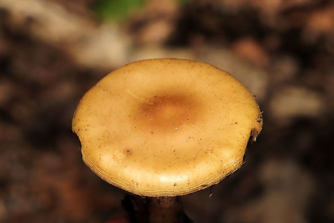 Agrocybe paludosa Growing under oak and hickory trees, in detritus.
https://www.jungledragon.com/image/115218/agrocybe_paludosa.html
https://www.jungledragon.com/image/115216/agrocybe_paludosa.html Agrocybe paludosa,Geotagged,Spring,United States
