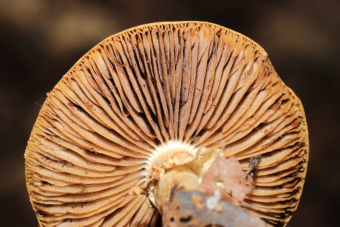 Agrocybe paludosa Growing under oak and hickory trees, in detritus. <br />
<figure class="photo"><a href="https://www.jungledragon.com/image/115217/agrocybe_paludosa.html" title="Agrocybe paludosa"><img src="https://s3.amazonaws.com/media.jungledragon.com/images/3231/115217_thumb.jpg?AWSAccessKeyId=05GMT0V3GWVNE7GGM1R2&Expires=1767225610&Signature=iG5lpVBvggh3hVmORh%2BJAbiChFc%3D" width="200" height="134" alt="Agrocybe paludosa Growing under oak and hickory trees, in detritus.<br />
https://www.jungledragon.com/image/115218/agrocybe_paludosa.html<br />
https://www.jungledragon.com/image/115216/agrocybe_paludosa.html Agrocybe paludosa,Geotagged,Spring,United States" /></a></figure><br />
<figure class="photo"><a href="https://www.jungledragon.com/image/115216/agrocybe_paludosa.html" title="Agrocybe paludosa"><img src="https://s3.amazonaws.com/media.jungledragon.com/images/3231/115216_thumb.jpg?AWSAccessKeyId=05GMT0V3GWVNE7GGM1R2&Expires=1767225610&Signature=H5hZYKOw0myIzKBDFnwa5Ge3fvU%3D" width="200" height="200" alt="Agrocybe paludosa Growing under oak and hickory trees, in detritus.<br />
https://www.jungledragon.com/image/115218/agrocybe_paludosa.html<br />
https://www.jungledragon.com/image/115217/agrocybe_paludosa.html Agrocybe paludosa,Geotagged,Spring,United States" /></a></figure> Agrocybe paludosa,Geotagged,Spring,United States