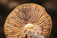 Agrocybe paludosa Growing under oak and hickory trees, in detritus. <br />
https://www.jungledragon.com/image/115217/agrocybe_paludosa.html<br />
https://www.jungledragon.com/image/115216/agrocybe_paludosa.html Agrocybe paludosa,Geotagged,Spring,United States