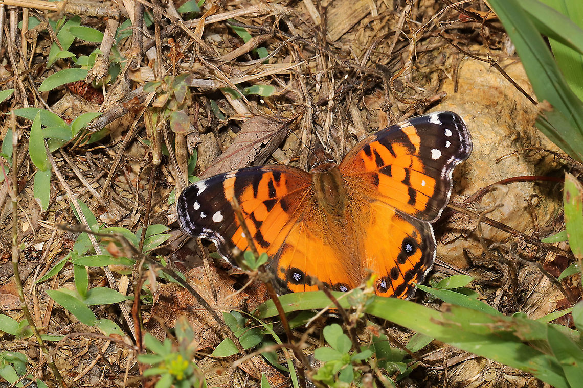 American Lady (Vanessa virginiensis) At a disturbed mixed forest edge.<br />
 American Painted Lady,Geotagged,Spring,United States,Vanessa virginiensis