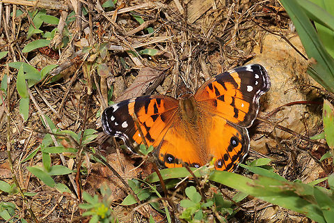 American Lady (Vanessa virginiensis) At a disturbed mixed forest edge.
 American Painted Lady,Geotagged,Spring,United States,Vanessa virginiensis