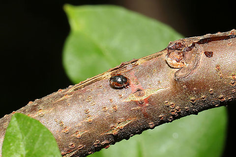 Loew's Lady Beetle (Scymnus loewii) On my Winged Sumac tree (Rhus copallinum) at a mixed forest edge. It was a fast runner (and not interested in photos), so I'm so glad I got a couple of shots! This seems to be a pretty rare find--and definitely a first time for me seeing anything like it before. 
https://www.jungledragon.com/image/115225/loews_lady_beetle_scymnus_loewii.html Geotagged,Scymnus loewii,Spring,United States