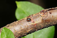 Loew's Lady Beetle (Scymnus loewii) On my Winged Sumac tree (Rhus copallinum) at a mixed forest edge. It was a fast runner (and not interested in photos), so I'm so glad I got a couple of shots! This seems to be a pretty rare find--and definitely a first time for me seeing anything like it before. <br />
https://www.jungledragon.com/image/115225/loews_lady_beetle_scymnus_loewii.html Geotagged,Scymnus loewii,Spring,United States
