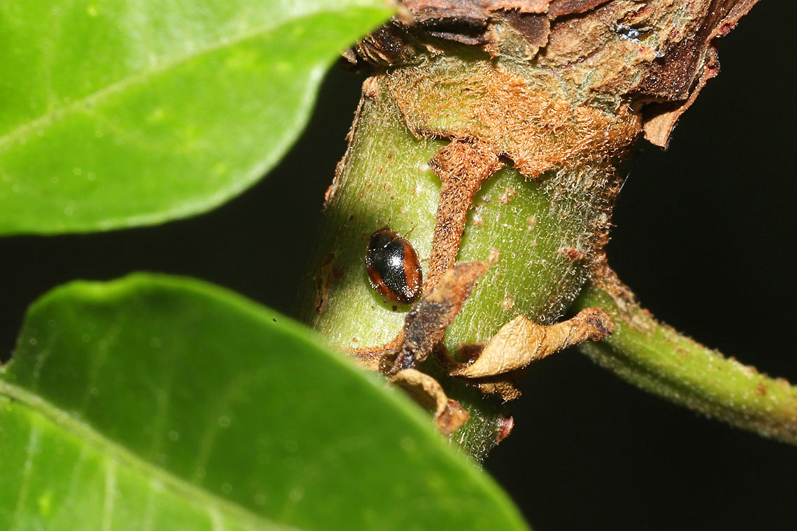 Loew's Lady Beetle (Scymnus loewii) On my Winged Sumac tree (Rhus copallinum) at a mixed forest edge. It was a fast runner (and not interested in photos), so I&#039;m so glad I got a couple of shots! This seems to be a pretty rare find--and definitely a first time for me seeing anything like it before.<br />
<figure class="photo"><a href="https://www.jungledragon.com/image/115224/loews_lady_beetle_scymnus_loewii.html" title="Loew&#039;s Lady Beetle (Scymnus loewii)"><img src="https://s3.amazonaws.com/media.jungledragon.com/images/3231/115224_thumb.jpg?AWSAccessKeyId=05GMT0V3GWVNE7GGM1R2&Expires=1759968010&Signature=g9Odiy2fSDUaG6kcaq%2B0QMJ3yuU%3D" width="200" height="134" alt="Loew&#039;s Lady Beetle (Scymnus loewii) On my Winged Sumac tree (Rhus copallinum) at a mixed forest edge. It was a fast runner (and not interested in photos), so I&#039;m so glad I got a couple of shots! This seems to be a pretty rare find--and definitely a first time for me seeing anything like it before. <br />
https://www.jungledragon.com/image/115225/loews_lady_beetle_scymnus_loewii.html Geotagged,Scymnus loewii,Spring,United States" /></a></figure> Geotagged,Scymnus loewii,Spring,United States