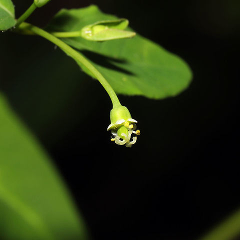 Cumberland Spurge (Euphorbia mercurialina)? ID tentative.
Growing at a woodland edge. Leaves alternate, smooth, with ciliate edges. This plant has a superior ovary, meaning the central "female" inflorescence (called a cyathium) is surrounded by several smaller male flowers.

Edit: Went back for more leaf shots (my camera battery died), and it looked like deer or something had eaten the flowers completely!
https://www.jungledragon.com/image/115239/cumberland_spurge_euphorbia_mercurialina.html
https://www.jungledragon.com/image/115238/cumberland_spurge_euphorbia_mercurialina.html Euphorbia mercurialina,Geotagged,Spring,United States