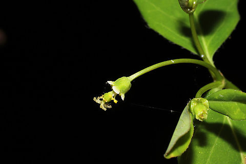 Cumberland Spurge (Euphorbia mercurialina)? ID tentative.
Growing at a woodland edge. Leaves alternate, smooth, with ciliate edges. This plant has a superior ovary, meaning the central "female" inflorescence (called a cyathium) is surrounded by several smaller male flowers.

Edit: Went back for more leaf shots (my camera battery died), and it looked like deer or something had eaten the flowers completely! 
https://www.jungledragon.com/image/115239/cumberland_spurge_euphorbia_mercurialina.html
https://www.jungledragon.com/image/115237/cumberland_spurge_euphorbia_mercurialina.html Cumberland Spurge,Euphorbia mercurialina,Geotagged,Spring,United States