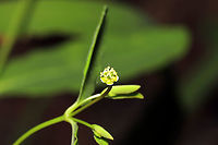 Cumberland Spurge (Euphorbia mercurialina)? ID tentative.<br />
Growing at a woodland edge. Leaves alternate, smooth, with ciliate edges. This plant has a superior ovary, meaning the central "female" inflorescence (called a cyathium) is surrounded by several smaller male flowers.<br />
<br />
Edit: Went back for more leaf shots (my camera battery died), and it looked like deer or something had eaten the flowers completely! <br />
https://www.jungledragon.com/image/115238/cumberland_spurge_euphorbia_mercurialina.html<br />
https://www.jungledragon.com/image/115237/cumberland_spurge_euphorbia_mercurialina.html Cumberland Spurge,Euphorbia mercurialina,Geotagged,Spring,United States