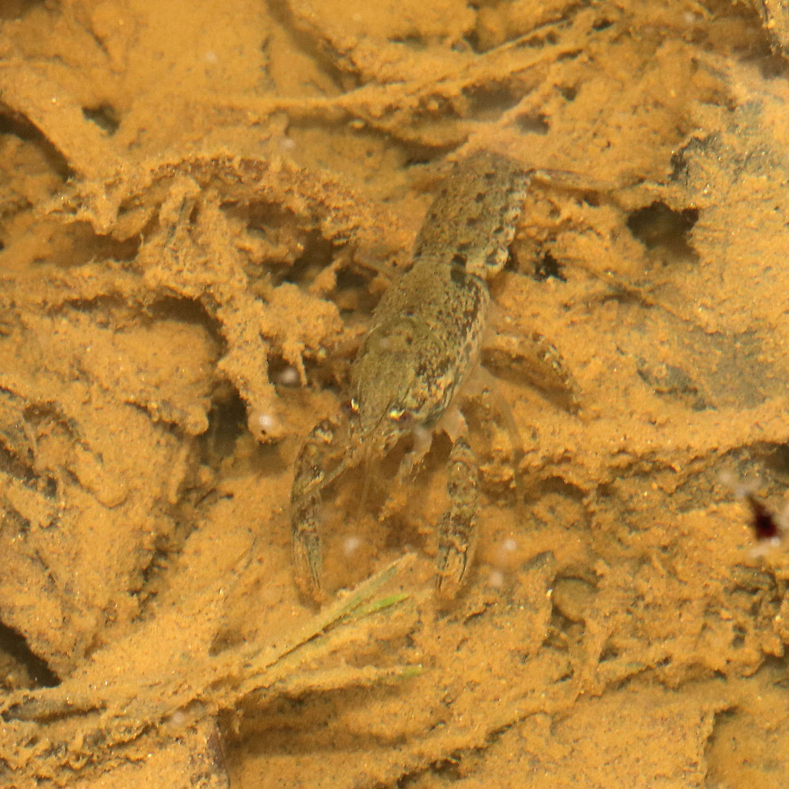 Ambiguous Crayfish (Cambarus striatus) Found in a vernal pool (near a seasonal stream that often floods this area) at a mixed forest edge<br />
.<br />
I need to start taking my net and a container with me so I can better study things like this!  Ambiguous Crayfish,Cambarus striatus,Geotagged,Spring,United States