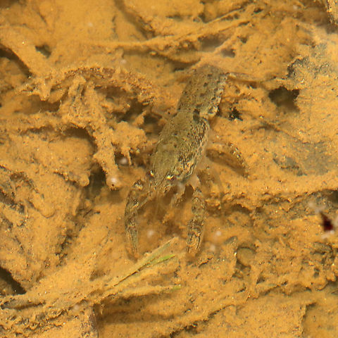 Ambiguous Crayfish (Cambarus striatus) Found in a vernal pool (near a seasonal stream that often floods this area) at a mixed forest edge
.
I need to start taking my net and a container with me so I can better study things like this!  Ambiguous Crayfish,Cambarus striatus,Geotagged,Spring,United States