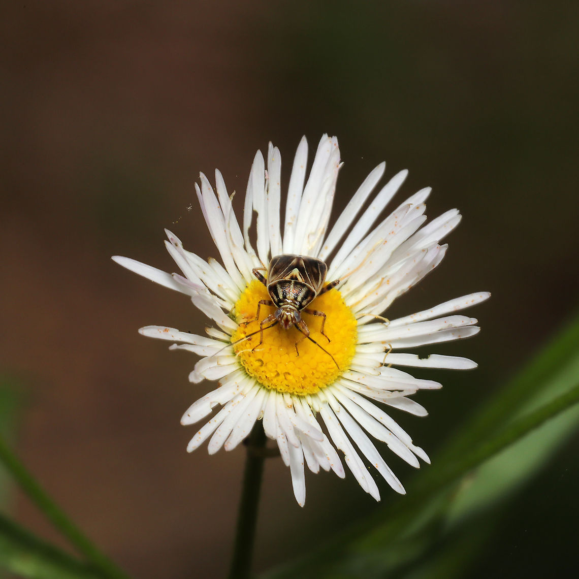 North American Tarnished Plant Bug (Lygus lineolaris) At a meadowy mixed forest edge.<br />
 Geotagged,Lygus lineolaris,Spring,Tarnished plant bug,United States