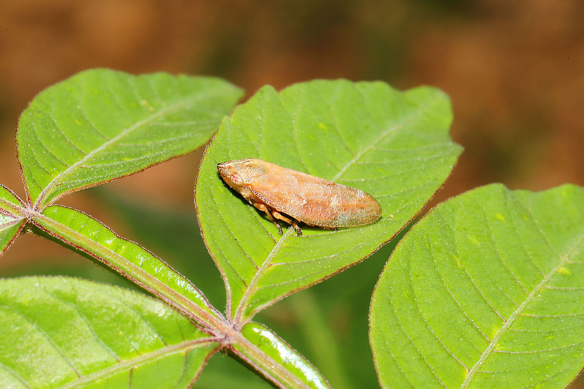 Saratoga Spittlebug (Aphrophora saratogensis) On my Winged Sumac tree (Rhus copallinum) at a mixed forest edge.<br />
 Aphrophora saratogensis,Geotagged,Spring,United States