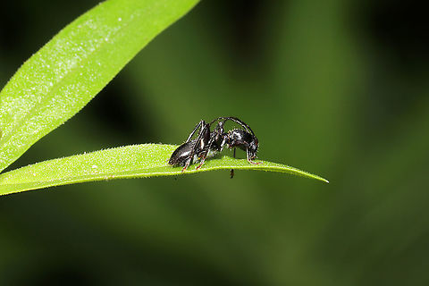 Euderces picipes At a disturbed mixed forest edge. This long-horned beetle seemed to be mimicking an ant.
https://www.jungledragon.com/image/115313/euderces_picipes.html
 Euderces picipes,Geotagged,Spring,United States