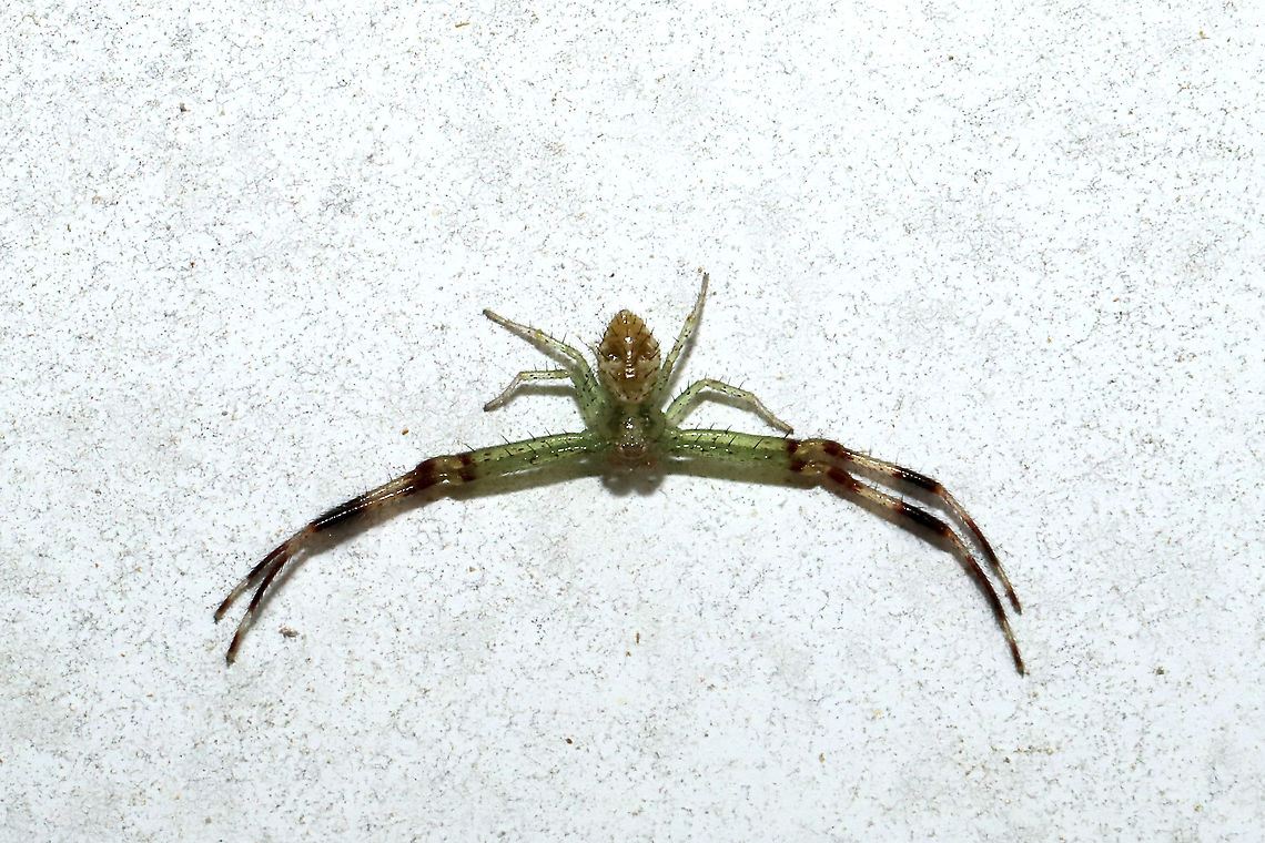 Unknown Crab Spider Euderces picipes Geotagged,Spring,United States