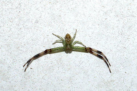 Unknown Crab Spider Euderces picipes Geotagged,Spring,United States