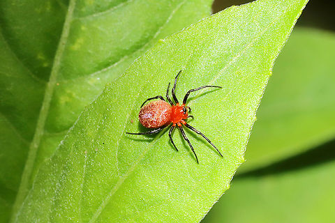 Hypsosinga sp. At a disturbed mixed forest edge.
 Geotagged,Spring,United States