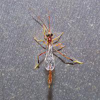 Ichneumonid Wasp (Tribe Gravenhorstiini)? At a porch light at a disturbed mixed forest edge.<br />
https://www.jungledragon.com/image/115467/ichneumonid_wasp_tribe_gravenhorstiini.html Geotagged,Spring,United States