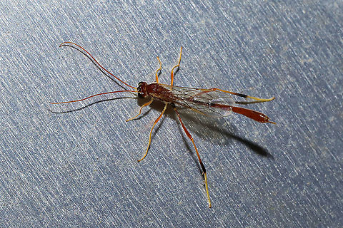 Ichneumonid Wasp (Tribe Gravenhorstiini)? At a porch light at a disturbed mixed forest edge.
https://www.jungledragon.com/image/115466/ichneumonid_wasp_tribe_gravenhorstiini.html Geotagged,Spring,United States