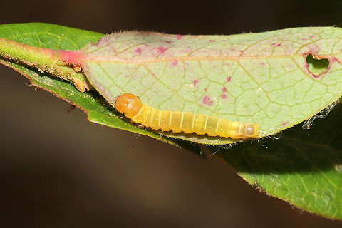 Acleris sp.? A leafrolling caterpillar found on Vaccinium pallidum.
It seems like the most likely candidate would be Acleris curvalana, but Acleris maculidorsana has also been found on this host plant.

This website is AMAZING for searching hosts/hostplants, by the way:
https://www.nhm.ac.uk/our-science/data/hostplants/search/ 

https://www.jungledragon.com/image/115490/acleris_sp.html Geotagged,Spring,United States
