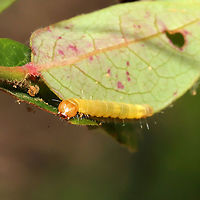 Acleris sp.? A leafrolling caterpillar found on Vaccinium pallidum.<br />
It seems like the most likely candidate would be Acleris curvalana, but Acleris maculidorsana has also been found on this host plant.<br />
<br />
This website is AMAZING for searching hosts/hostplants, by the way:<br />
https://www.nhm.ac.uk/our-science/data/hostplants/search/ <br />
<br />
https://www.jungledragon.com/image/115488/acleris_sp.html Geotagged,Spring,United States