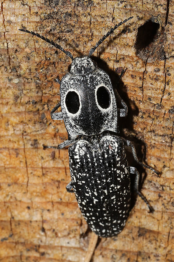 Eastern Eyed Click Beetle (Alaus oculatus) ♀ Seemed to be a female ovipositing on a rotting/fallen pine tree. At a disturbed mixed forest edge.<br />
 Alaus oculatus,Eastern Eyed Click Beetle,Geotagged,Spring,United States